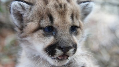 пума