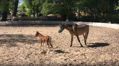 пони