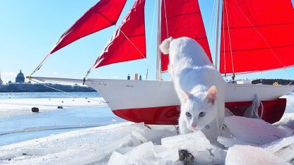 Кот Ахилл
