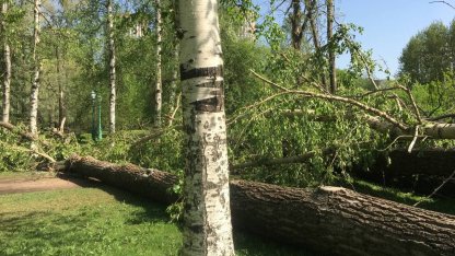 Дерево, сквер, место последней дуэли Пушкина