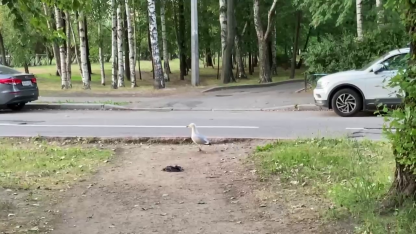 чайка в Петербурге есть умершую птицу 