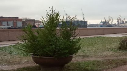 вазоны с елями