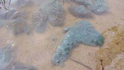 желеобразные водоросли