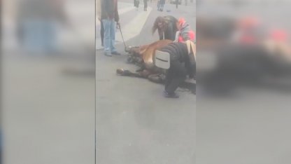 лошадь упала на дворцовой