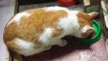 Кот Ролтик