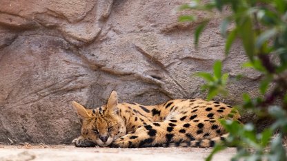 Дикая кошка