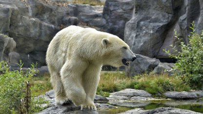 Животные