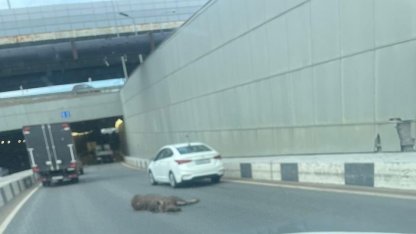 Лось упал с моста