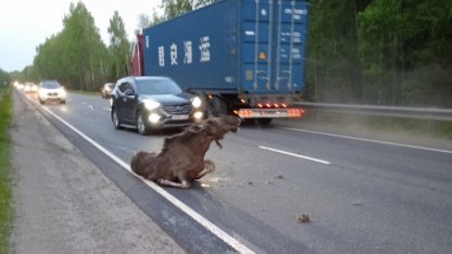 дтп с лосем в ленобласти