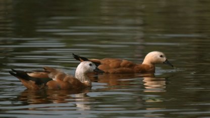 Красные утки