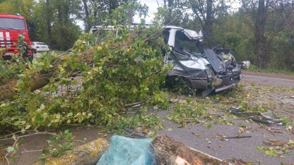 Toyota врезалась в дерево