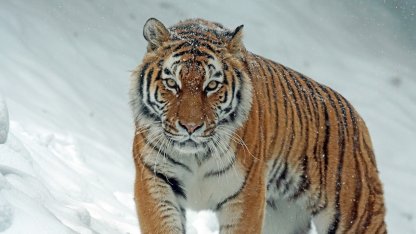 Большой кот