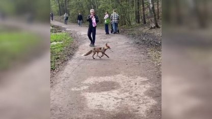 лиса