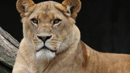 Большая кошка