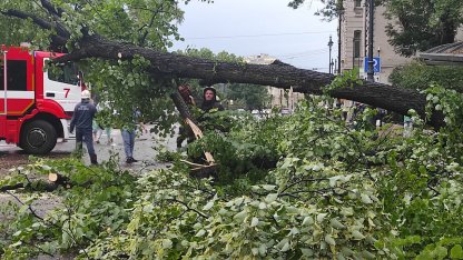 Упавшее дерево