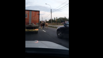 лошади на дороге