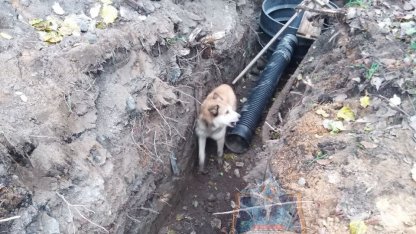 Собака 