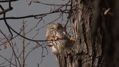 сова