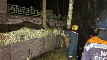 падение деревьев