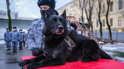 собака