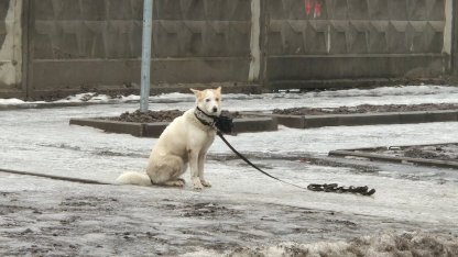 Собака
