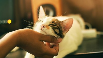 Кошка