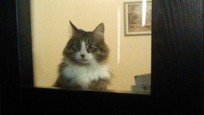 кот