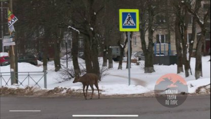 Олень