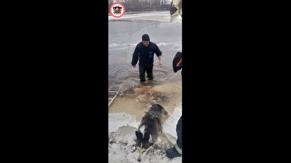 Хаски