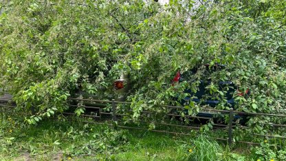 упавшее дерево на Краснопутиловской