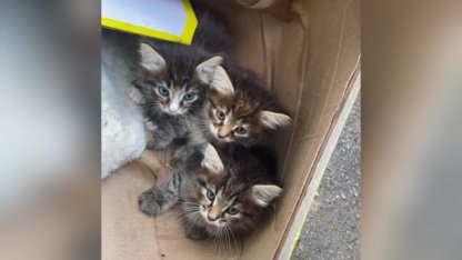 Спасли котят