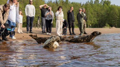 Освобождение тюленей