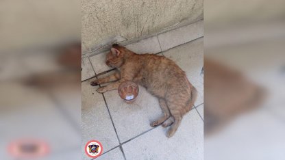 кот