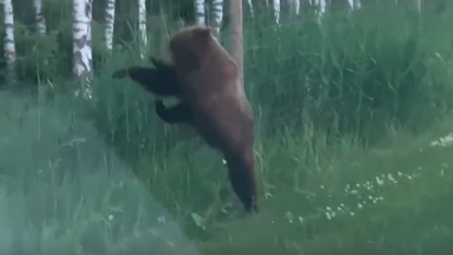 медведь