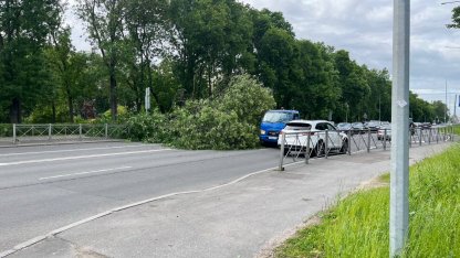 Дерево упало на Гагарина