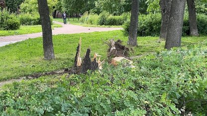 Дерево упало на Гагарина