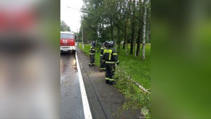 упали деревья
