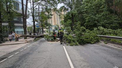 дерево