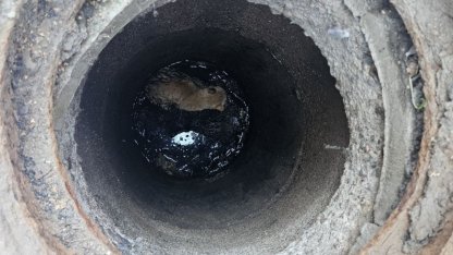 спасли рыжего кота