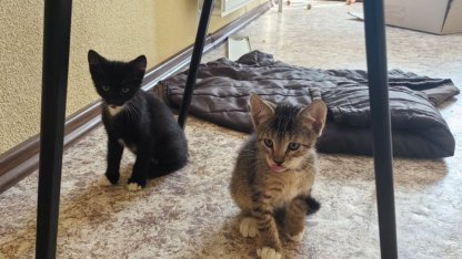 спасли котят на мусорной площадке