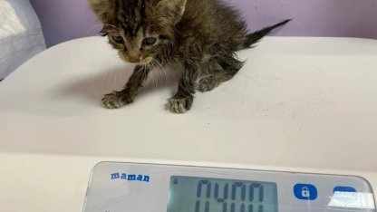 котенок