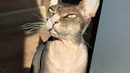 кот
