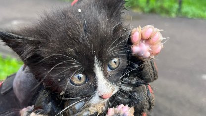 котенок
