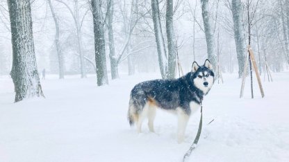 собака зимой