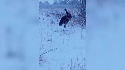 страус