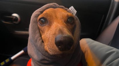Такса Дарси