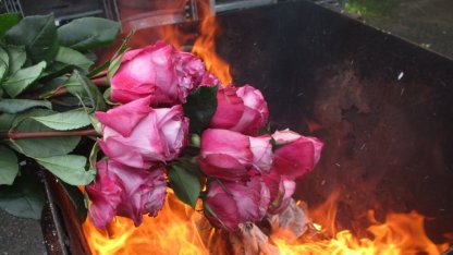 Заражённые розы