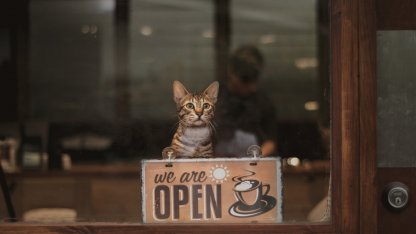 Кошка, кот, кафе