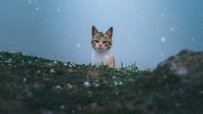 кот, кошка