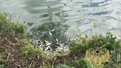 Гибель рыбы в Аннинском озере